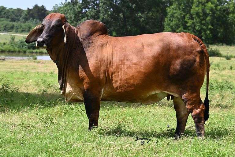 Embryos:  +TJF Mr. Smokin Gun 109/7 X LB Ms. CR Sienna Manso 842/4
