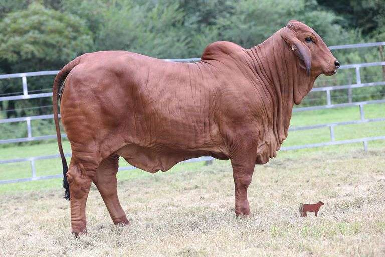 PB POLLED ATHENA 134/4 (P)