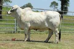 Female Sexed Embryos: Mr. V8 794/7 (P) X Miss HMC Polled 74/1 (P)