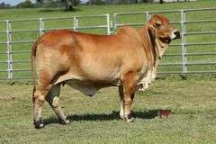 HALTERED HERD SIRE PROSPECT: MR KI 239 (P)