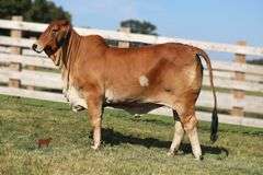 EMBRYOS: Mr Cletus 149/0 X Lady Mae 88/3
