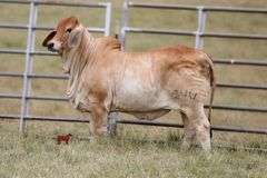 SHOW HEIFER: MISS KI 244 (P)