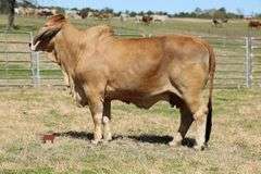 SHOW HEIFER:  MISS KI 270