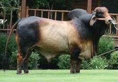 Embryos: +Mr. H Red Rhino 765 X Moreno Ms. Lady Reza Mia