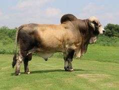 Embryos:  Mr. JS Polled Patron (P) X LMC Polled Tia Marie 182/1 (P)