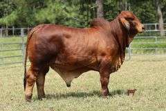 FEMALE SEXED PREGNANT RECIPIENT