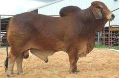 Embryos:  +TJF Mr. Smokin Gun 109/7 X LB Ms. CR Sienna Manso 842/4