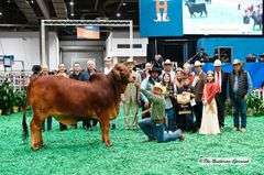 SEMEN: +TJF MR. SMOKIN GUN