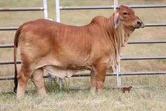 SHOW HEIFER: MISS KI 277 (P)