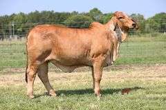 MISS TCC ISLAND STREAM 91/4