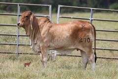 SHOW HEIFER:  MISS KI 270