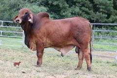 PB POLLED VIRTUE 127/3 (P)