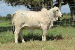 NC GATOR GIRL 395 (P)