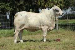 NC BETTE DAVIS EYES 381 (P)