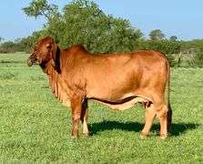 FEMALE SEXED PREGNANT RECIPIENT