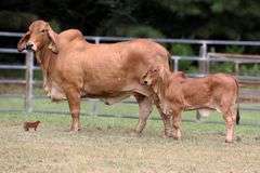 LN POLLED BEAUTY 169/9 (P)