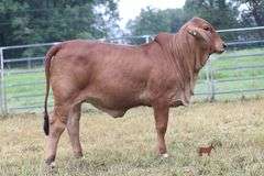 PB POLLED KYRA 146/4 (P)