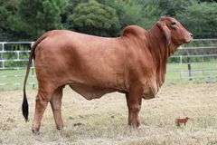 PB ADDISON 121/2 (P)