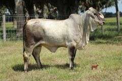 NC BLUE JEAN BABY 394