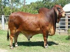 SHOW HEIFER:  MISS KI 270