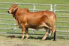 Embryos: +Mr. H Red Rhino 765 X Moreno Ms. Lady Reza Mia