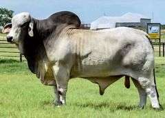 Semen: JDH Mr. Manso 19/1