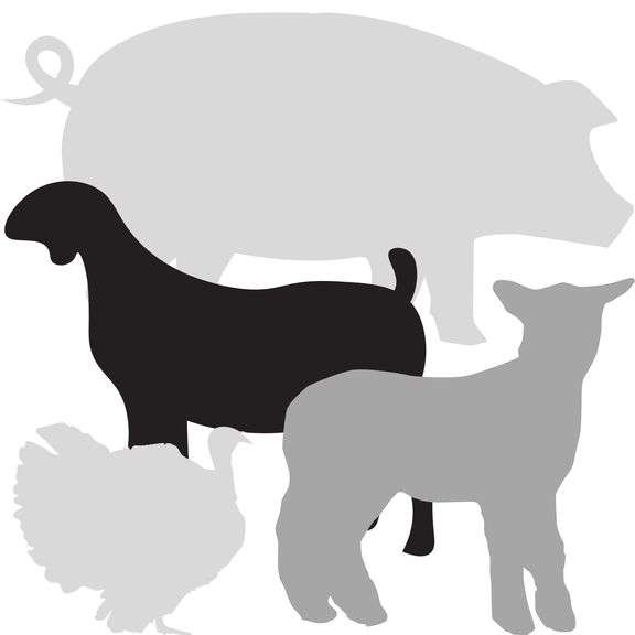 Saturday Jr Fair Livestock Auction