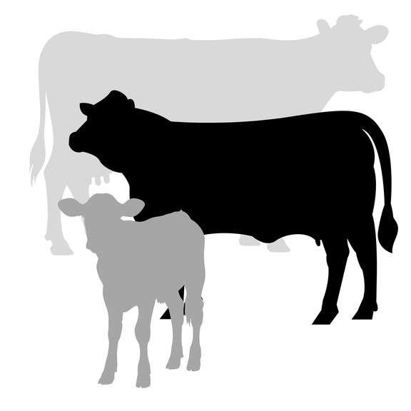 Thursday Night Jr Fair Livestock Auction