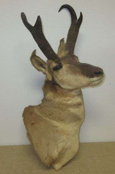 Antelope Mount