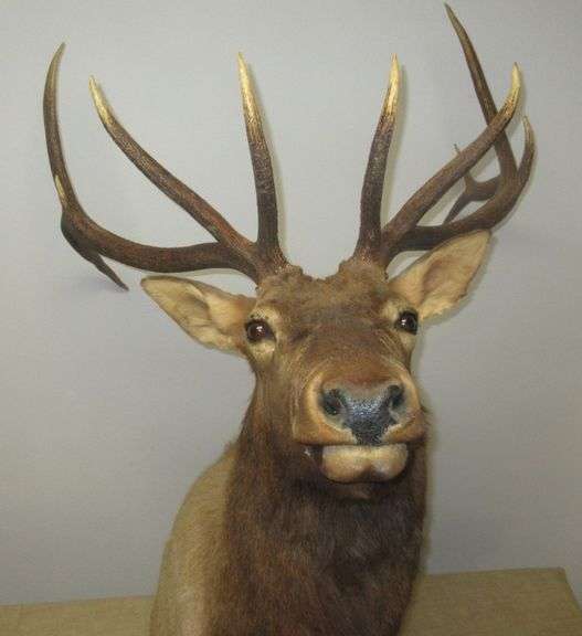 Elk Mount