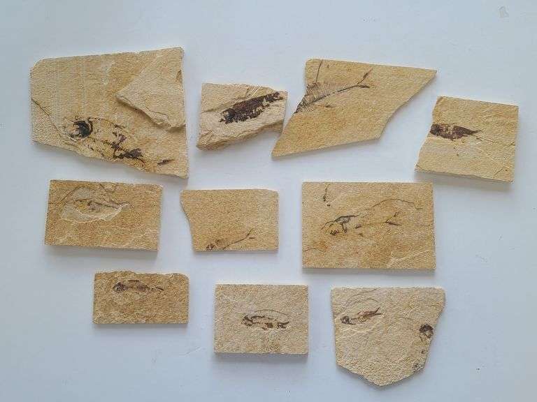 Green River Fish Fossils