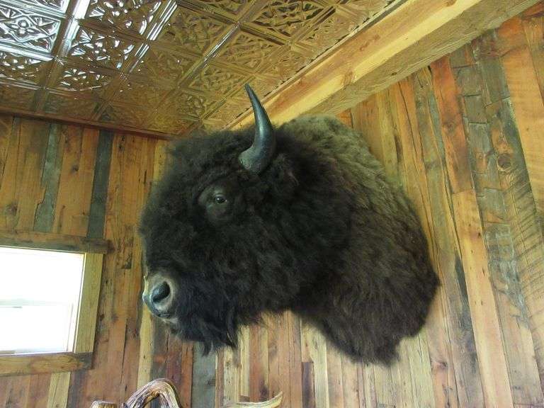 Buffalo Mount