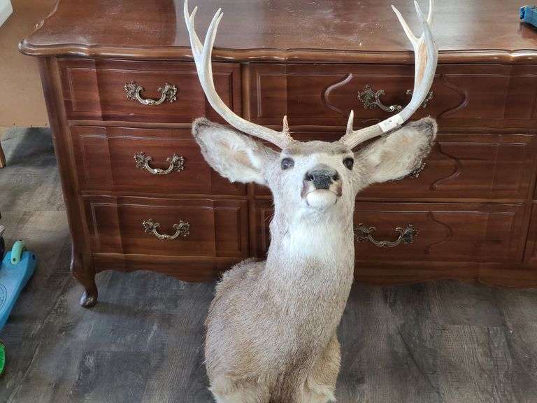 Deer Mount (Hole Through Antler)