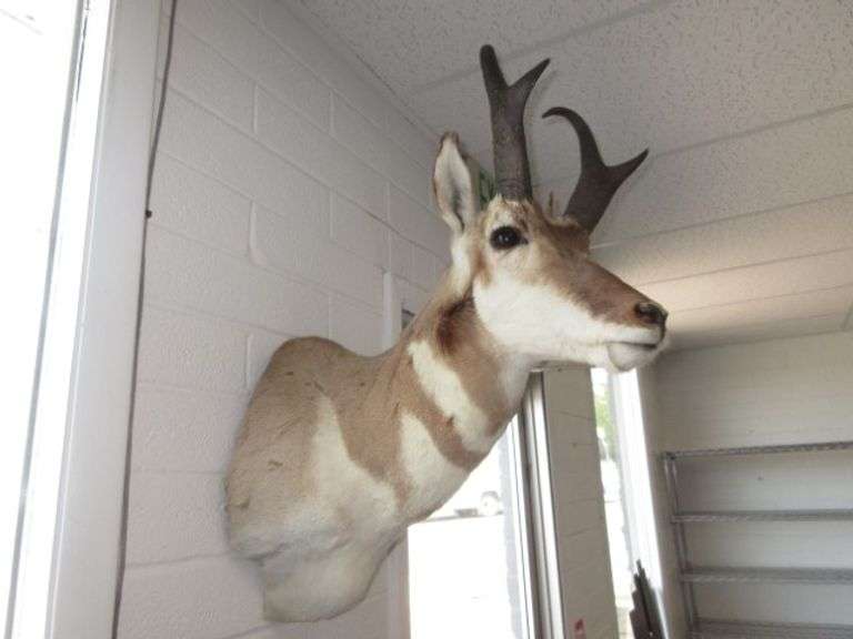 Pronghorn Antelope Mount