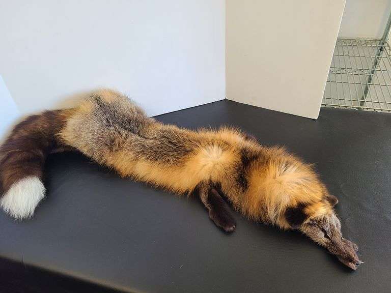 Tanned Fox Hide