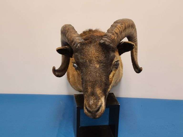 Taxidermy Ram