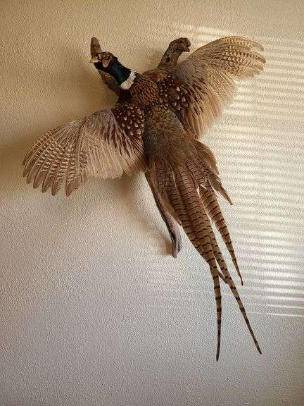 Taxidermy Pheasant Wall Hanging