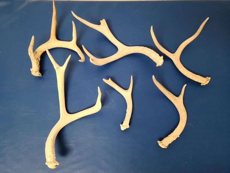 Antlers