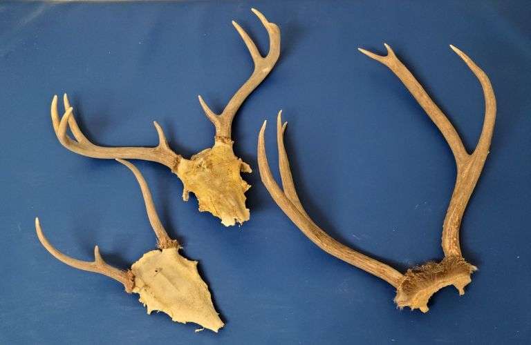 3) Antler Racks