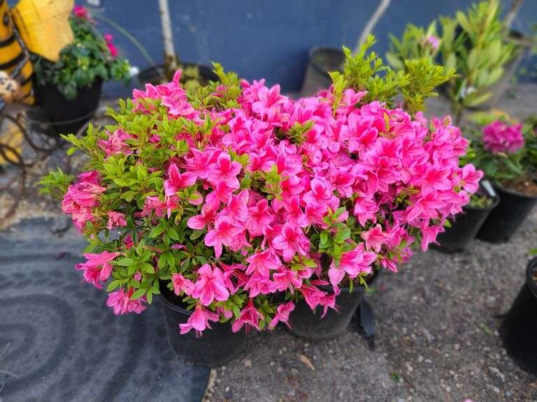 2) Azalea Plants - Prime Time Auctions, Inc.