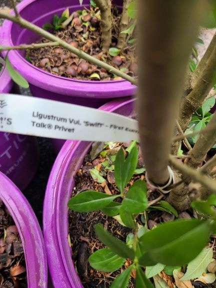 4) Straight Talk® Privet