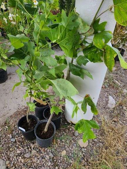 4) Tulip Tree