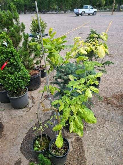 2) Golden American Yellowwood