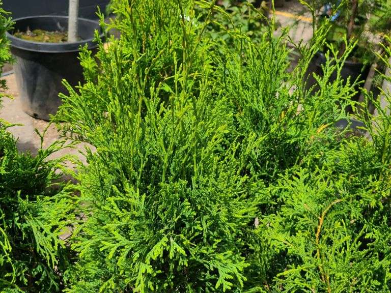 7) Skybound Arborvitae