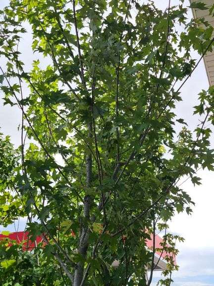 Maple Tree