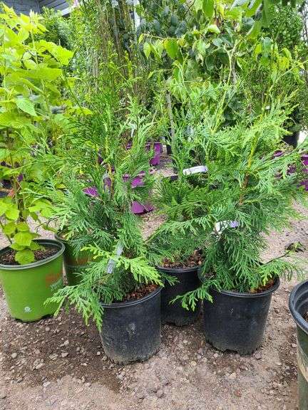 3) Green Giant Arborvitaes