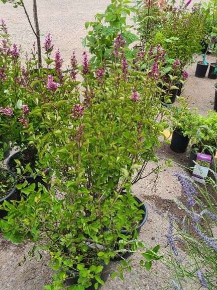 2) Reblooming Lilac