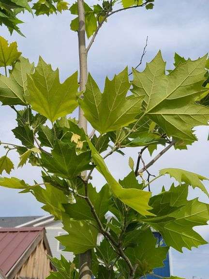 London Plane Tree