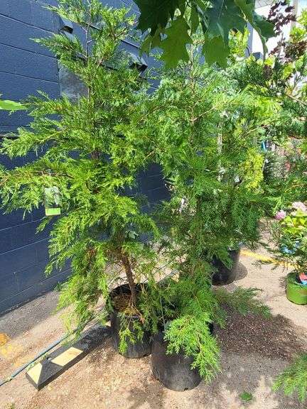 2) Leyland Cypress