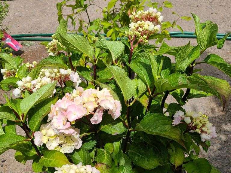 2) Hydrangea